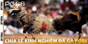 Chia Sẻ Kinh Nghiệm Đá Gà PG66