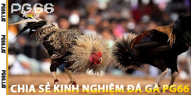 Đá Gà PG66 – Đấu Trường Gà Online Kịch Tính, Minh Bạch 3 Chia Sẻ Kinh Nghiệm Đá Gà PG66