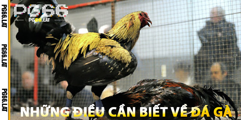Đá Gà PG66 – Đấu Trường Gà Online Kịch Tính, Minh Bạch 2 Những Điều Cần Biết Về Đá Gà PG66